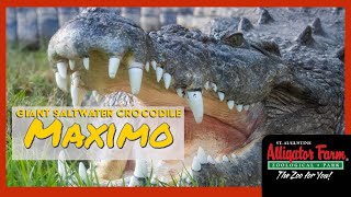 Up close to a GIANT Saltwater Crocodile MAXIMO  Zoo in St Augustine Florida [upl. by Drape]