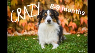 Crazy the Border collie 89 months [upl. by Hayne969]