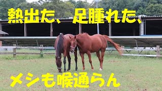 ついに夏バテロッキー、高熱出て食欲も無くなる。 [upl. by Norina147]