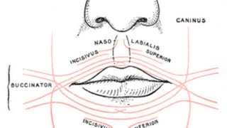 Depressor Anguli Oris [upl. by Odine]
