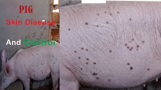 HOW TO CONTROL SKIN DISEASE IN PIGS [upl. by Cori]