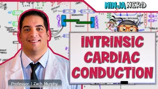 Cardiovascular  Electrophysiology  Intrinsic Cardiac Conduction System [upl. by Yuzik]