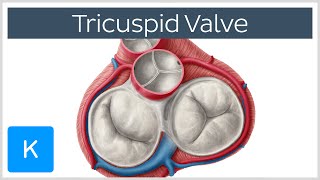 Tricuspid Valve  Cusps Function amp Location  Human Anatomy  Kenhub [upl. by Giavani70]