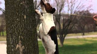 2012 Show Dog Championship  Treeing Walker Coonhound Feature [upl. by Lamak]