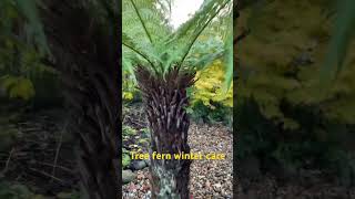 Tree fern winter care [upl. by Ydasahc]