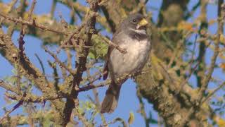 Cantos Corbatita común Sporophila caerulescens 2018 [upl. by Bernadine]