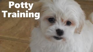 How To Potty Train A Zuchon Puppy  Zuchon House Training Tips  Housebreaking Zuchon Puppies Fast [upl. by Armillda]