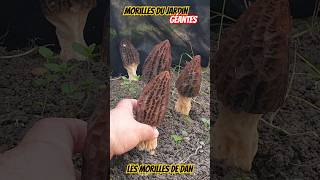 Morilles maison XXL  morille morel morchella mushrooms morchel champignons nature shorts [upl. by Heidy]