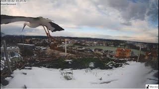 Freilassing DE  Érkezett egy szép storch látogató Nem sokáig maradt [upl. by Jola]