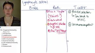 Acquired Immunity 3 Lymphocyte school [upl. by Eelrehpotsirhc528]