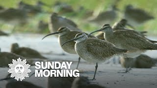 Tagging migrating whimbrel shorebirds [upl. by Mehelhteb]