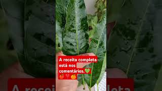 folhas de manga e gengibre 🫚 🥭receitasnaturais beneficios remediocaseiro saúdemental fyp Deus [upl. by Kinom289]