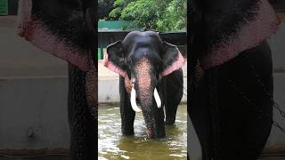 ඉන්දිය ඇත්තුත් පරාදයි🥺❤️Pulasthi raja tusker elephant viral video shots [upl. by Brazee785]