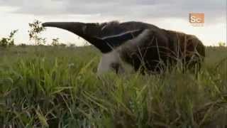 Giant Anteater Sound [upl. by Servais580]