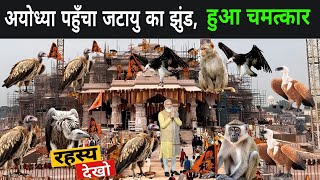 अयोध्या पहुँचा जटायु का झुंड लोगो को याद आया रामायण  Jatayu In Ayodhya 2024  Vulture In Ayodhya [upl. by Alhan]