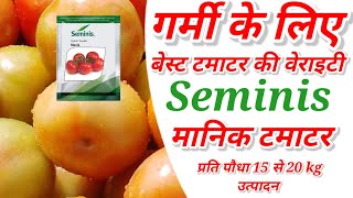 Seminis manik Tomato SeedsTamatar Ki khetiTamatar Ki Kheti Kaise KarenGarmi Main Tamatar ki Kheti [upl. by Noland]