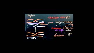 Different phase of meiosis  Prophase 1  Zygotene  Pachytene  Meiosis [upl. by Zoeller]