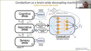 Talk Corticocerebellar networks as decoupled neural interfaces [upl. by Anyala]