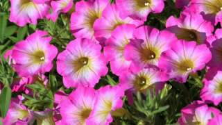 Supertunia® Charms from Proven Winners [upl. by Ahsener]