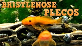 Bristlenose Plecos Keeping Feeding Breeding [upl. by Nomyad]