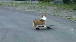 Corgi Skateboarder [upl. by Ragnar]