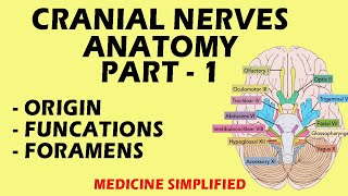 Cranial Nerves Anatomy  Cranial Nerves and their Functions  Part 1 anatomy medicine [upl. by Arola468]