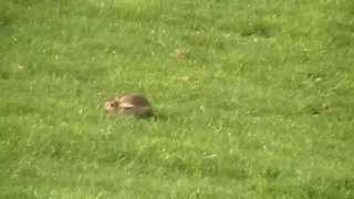 Lurcher pup running rabbit [upl. by Yrelav]