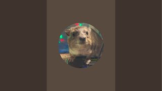 Squiggy the Hyraxs HyraxTube is live [upl. by Eisler]