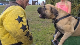 African Boerboel Agitation Training [upl. by Adnilg]