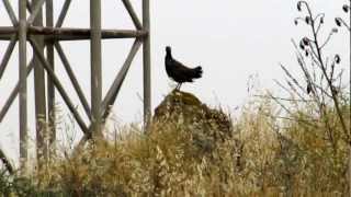 Male Black Francolin francolinus francolinus  Cyprus Φραγκολινα [upl. by Ymma]