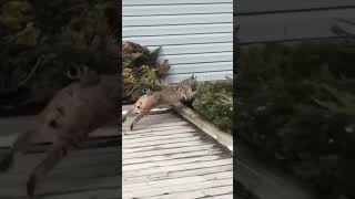 Bobcat turns into Olympian to catch Squirrel [upl. by Ajani]