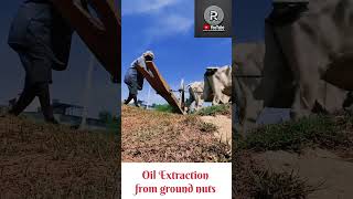 Oil Extraction from ground nuts GroundnutOilExtractionTraditionalOilMakingColdPressedOil [upl. by Broida]