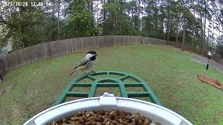 Carolina Chickadee [upl. by Ecinue]