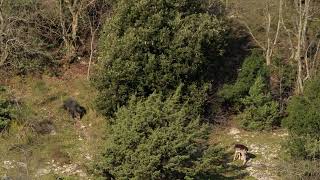 Il Canalone dei Cinghiali  oggi anche un Daino Appennino Centrale [upl. by Enidan]