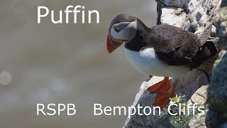 Puffin  RSPB Bempton  2021 [upl. by Alaecim351]