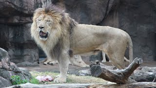 天王寺動物園でライオンの誕生日会 散々な結末に [upl. by Annovahs]