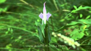 Roscoea purpurea blooms in the wild of Landour [upl. by Acenes811]