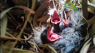 Greater Coucals fou beautiful kids🌳🌲🌴🐥🐤🐥🐤🕊🕊🕊🐧🐧🐧🐧🌴🌳🌲😘😍🥰 [upl. by Assirual433]