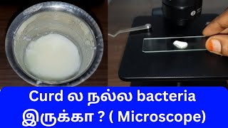 Curd under microscope tamil  Lactobacillus bacteria தயிர் நுண்ணோக்கி வழியாக  GK [upl. by Hafler]