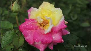 Roses Beautiful flowers 🌹🌹💕💕 roses 🌷🌷🌹😍 photography Hybrid Tea Rose [upl. by Janeen407]