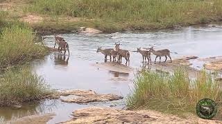 Waterbuck Family Crosses The Olifants River [upl. by Boudreaux]