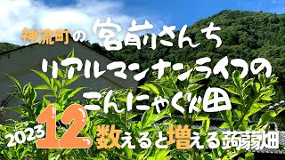 リアルマンナンライフのこんにゃく畑１２【数えると増える蒟蒻畑】 [upl. by Ahsimaj]