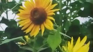 616  Sunflower  All Season Annual  Grow amp Care Hindi Urdu 28118 [upl. by Sibie]