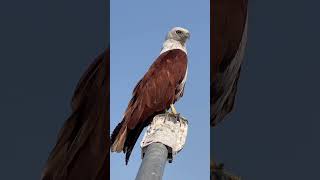 The Brahminy Kite  Exploring the Beauty of Coastal Raptors [upl. by Noryahs]