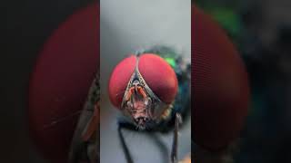 Plastic bags filled with coins make flies very angry [upl. by Leynwad]