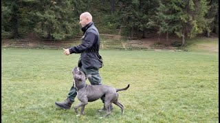 OBEDIENCE WITH AMSTAFF PABLO HOW TO HEEL PITBULL TRAINING [upl. by Solhcin]