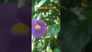 Thunbergia erectanature buch clockvinenatural [upl. by Anirdnaxela]