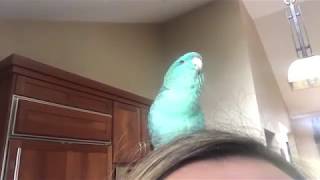 Small parrot talking singing and beatboxing parrot beatbox cutebird amazing birdtalk linnie [upl. by Xyla]