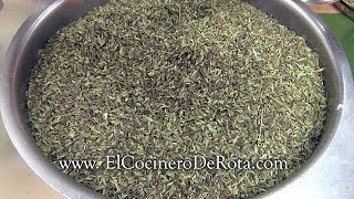 ✅ Orégano  Todo sobre mi Orégano  CULTIVA RECOLECTA Y ALMACENA OREGANO 🍃 [upl. by Colligan450]