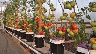 Dutch Bucket Hydroponics  Tips amp Expanding the Reservoir [upl. by Lucas890]